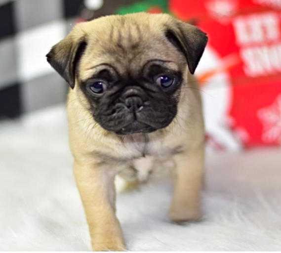 comprar cachorros sanos, baratos y asequibles para la venta